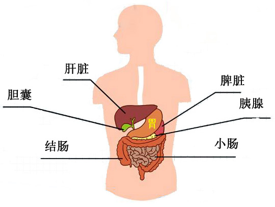 胃在人体位置图