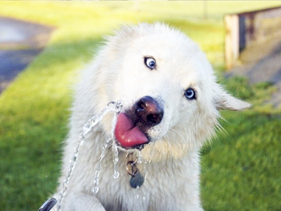 狗喝水0
