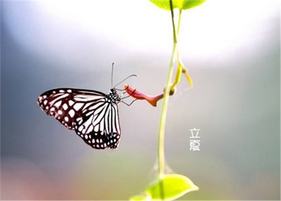 立夏