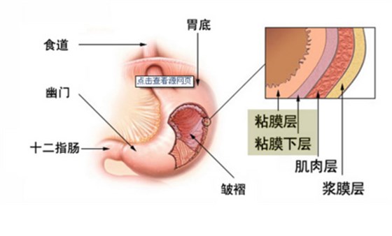胃结构