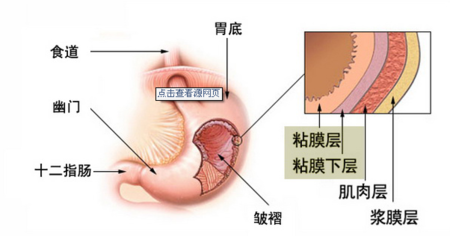 胃结构