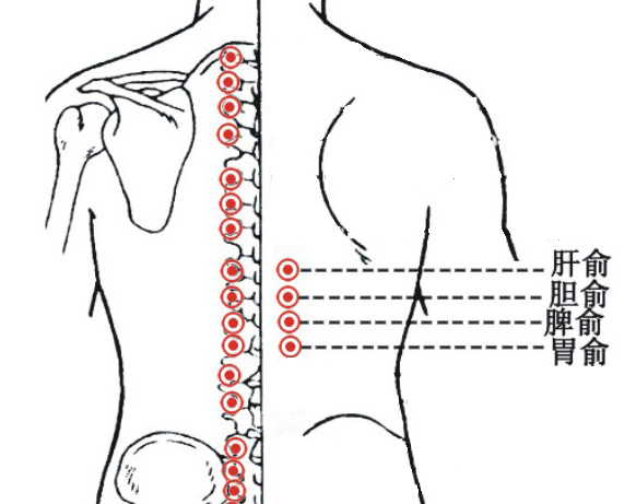 脾俞穴胃俞穴