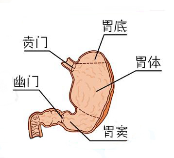 胃角和胃窦的位置图图片